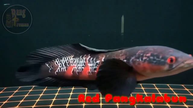 Top 5 Chana Maru смотреть онлайн