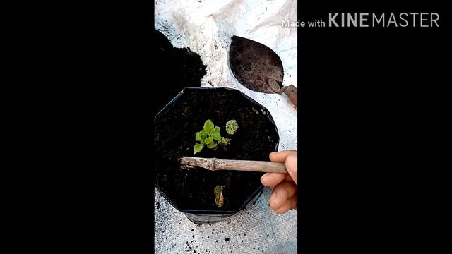 How to grow and care double Petunia flower?easy way to propagate petunia from cutting. смотреть онлайн