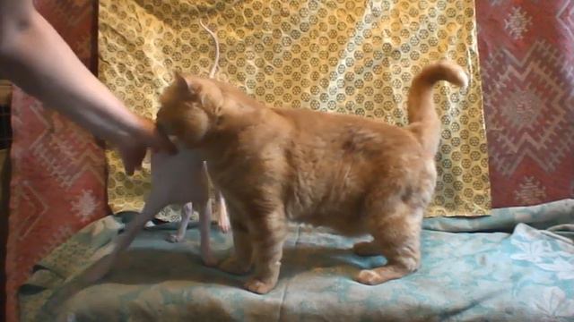 МОИ КОШКИ Зина и Гоша. Две любимые наглые морды!!! смотреть онлайн