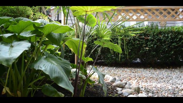 Small Tropical Garden🌴ADVENTURE episode 6 - END OF AUGUST 2021 - Zone 8 Vancouver Canada