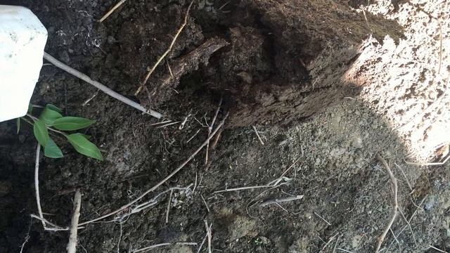 Выращиваем фисташку