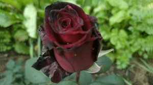 Роза Баркароле  (самая красивая бархатная чайно-гибридная роза)