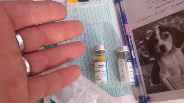 Сделать прививку щенку самостоятельно. смотреть онлайн