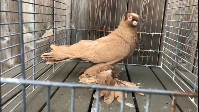 Надо держать таких! Двухчубые голуби. Tauben. Pigeons. Palomas. Pombos. 비둘기. کبوترها. الحمائم. смотреть онлайн
