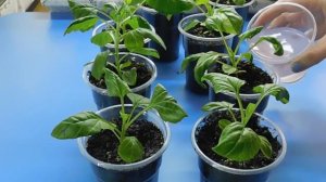 СУПЕР УДОБРЕНИЕ ДЛЯ РАССАДЫ ! Выращивание семена астра подкормка посадка уход