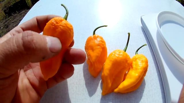 Bhutlah Gold - Сверх острый сорт перца смотреть онлайн