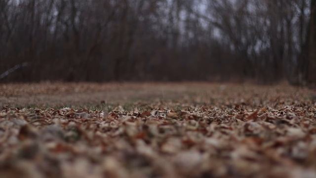 В ожидании зимы Canon eos 250D смотреть онлайн