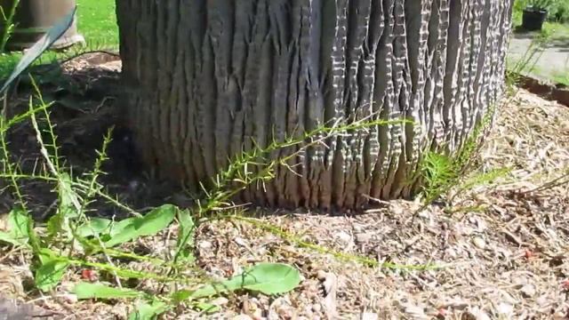 Вашингтония робуста/Washingtonia robusta/100 лет смотреть онлайн