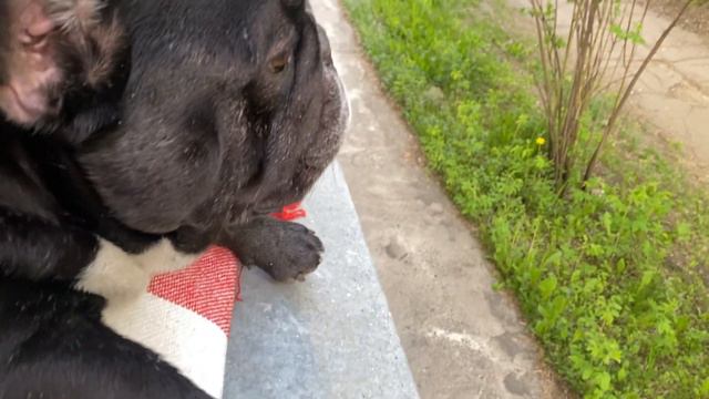 Французские бульдоги Бумер и Дизель. Высоко сижу, далеко гляжу 👀 смотреть онлайн