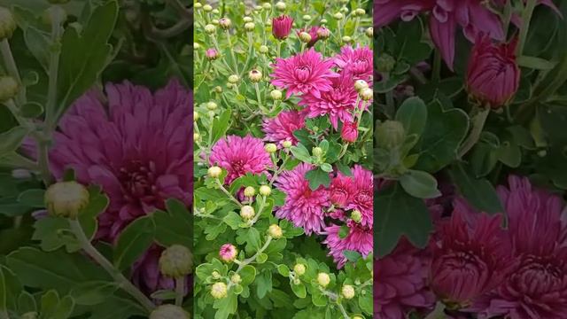 Корейская хризантема Галина смотреть онлайн