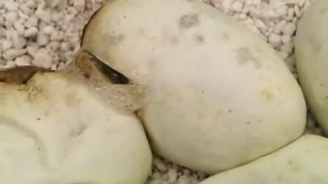 Ball Python hatching out of egg смотреть онлайн