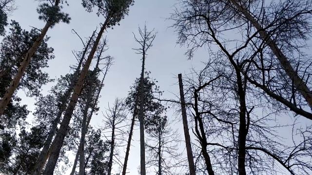 Первый коп 2019. Снег, мороз а я в лес! Квазар АРМ #коп #коп2019 #копUA смотреть онлайн