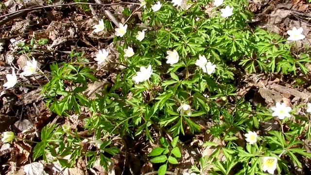 Звуки природы. Весна. Медитация на цветы видео смотреть онлайн