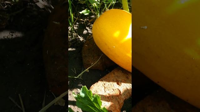 Огромный плод первого растения кабачка цуккини сорта Золотинка Седьмого Августа кирпичи кажутся мал смотреть онлайн