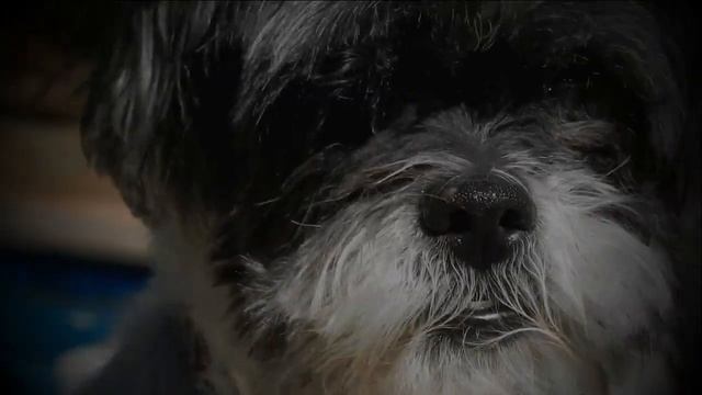 My Dog Timothy's Death (VERY SAD) смотреть онлайн