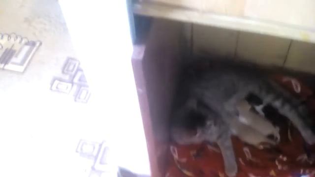 МОЯ КОШКА с котятами! смотреть онлайн