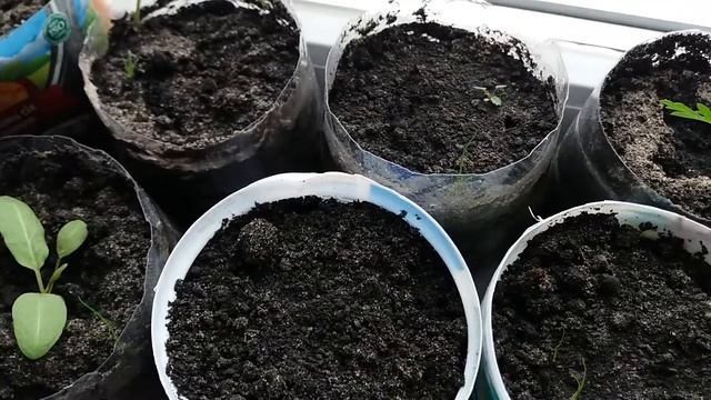 Проращивание грецкого ореха на окне.#1 смотреть онлайн
