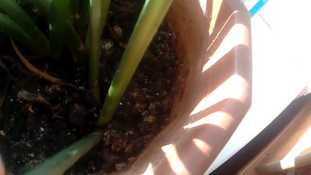 Спацефилум или женское счастье. Уход за женским счастьем . смотреть онлайн