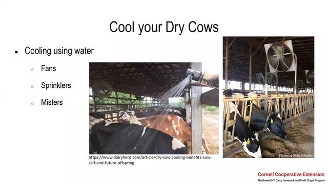 Heat Stress: Key Indicators and Management Strategies for Dairy Cows смотреть онлайн