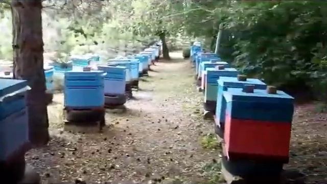 Мёд алтайский , липа, гречка разнотравье, донник, акация, дягель смотреть онлайн