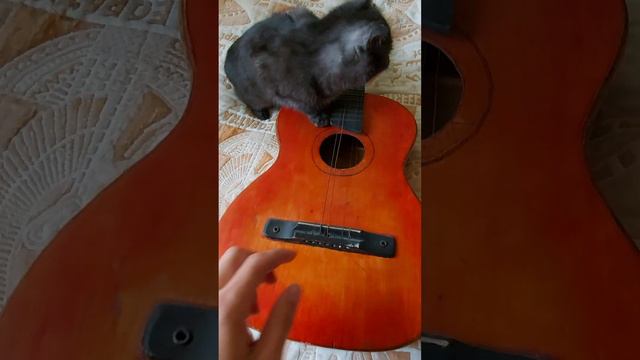 гитара и котенок смотреть онлайн