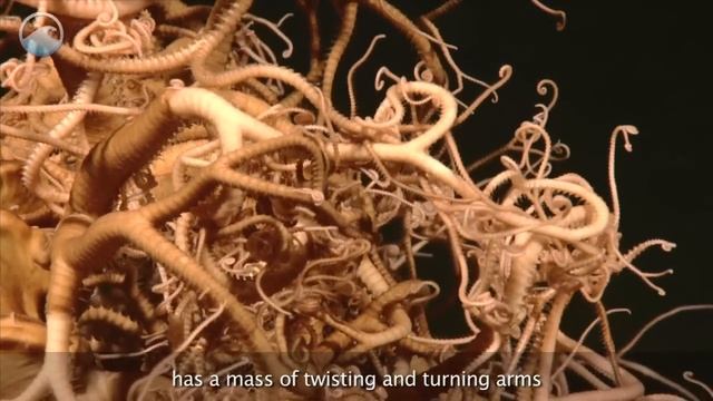 Creatures of the Deep: Basket Star смотреть онлайн