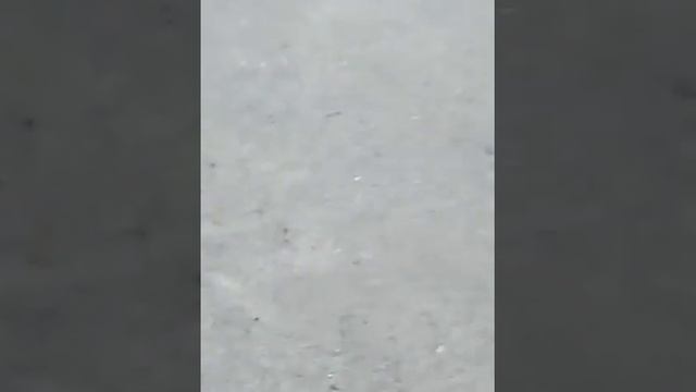 Летучая мышь чуть не сожрала моего друга смотреть онлайн