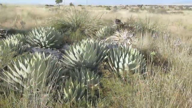 AGAVE GALLERY: Agave parryi var huachucensis смотреть онлайн