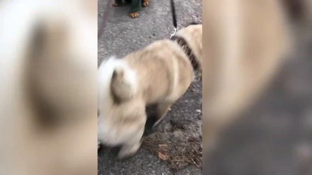 Как приучить щенка к туалету на улице ? ❇️Наш опыт❇️ 3 совета❗️? смотреть онлайн