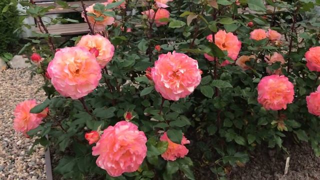 Роза Августа Луиза. Осень. смотреть онлайн