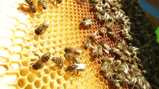 Осмотр семьи с племенной маткой карника тройзек 1075 из Германии смотреть онлайн