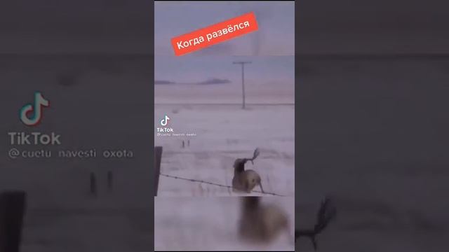 КАК ОЛЕНЬ СКИДЫВАЕТ РОГА⁉️?? смотреть онлайн