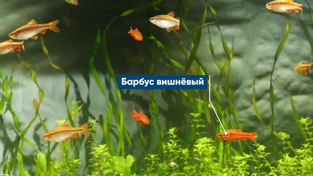 20 видов барбусов для вашего аквариума смотреть онлайн