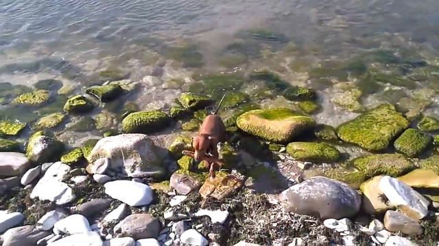 Новороссийск, посёлок Алексино, Стефани - мастер спорта по плаванию))) смотреть онлайн