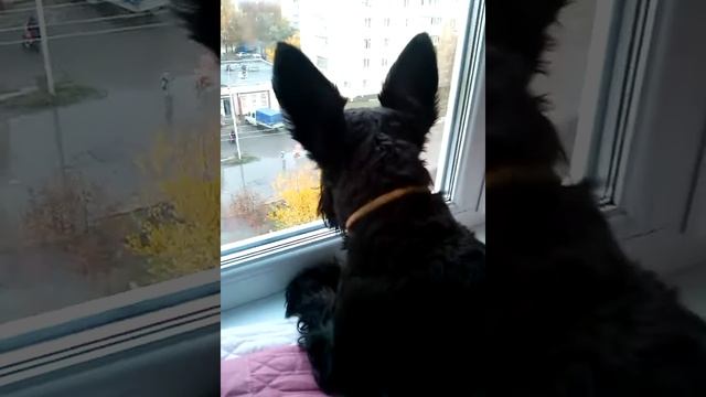 Цвергшнауцер Чапа/собака ругается смотреть онлайн