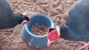 VID_20240425_130916 Синие ушастые фазаны обедают черной львинкой