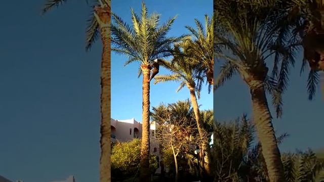 Египет.Отель Le Pacha. Как обрезают пальмы. смотреть онлайн