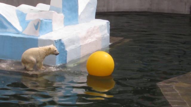 Медвежонок забрался на островок Шилки 11.05.19 смотреть онлайн