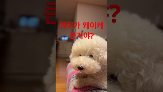 머리큰 우리집 아기 소개 합니다.#강아지일상 #비숑#구독좋아요필수 #강아지브이로그 #강아지유튜브 #강아지일상 смотреть онлайн