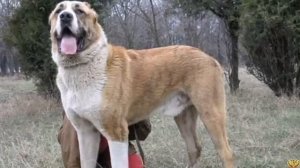 ВОЛК ПРОТИВ АЛАБАЯ - КТО ПОБЕДИТ? КТО СИЛЬНЕЕ?