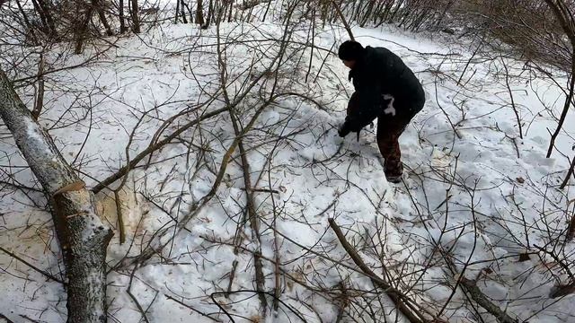 как заработать.Снова на заготовке клёна на дрова. смотреть онлайн