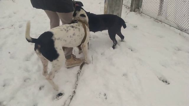 Семейная прогулка с собаками | питбуль | стафф | животные видео смотреть онлайн