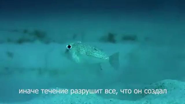 Рисующая Рыба на Песке смотреть онлайн