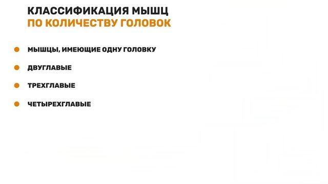 Классификации (типы) скелетных мышц человека. Типы мышечной ткани. смотреть онлайн