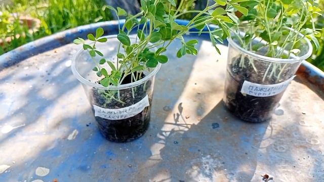 САЖАЕМ ВИНОГРАД ЭКСПЕРИМЕНТИРУЕМ С ТРИМЕРОМ СРЕДСТВО ОТ МУРАВЬЕВ ИЗ СВЕТОФОРА смотреть онлайн