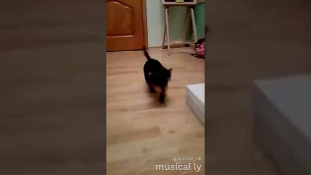 Это точно поднимет настроение, Арчи "лает" смотреть онлайн