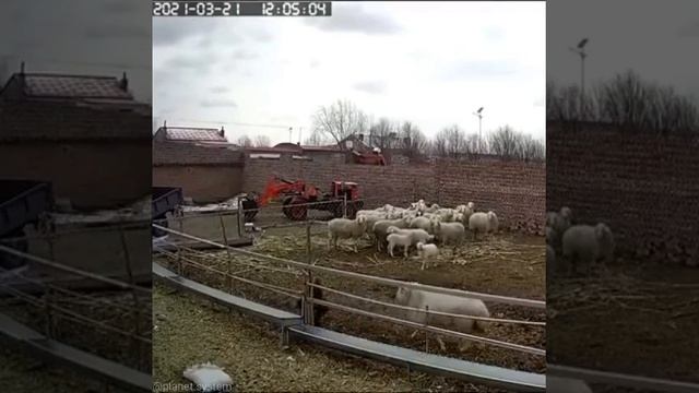 Баран жёстко забодал маленького ребенка. смотреть онлайн