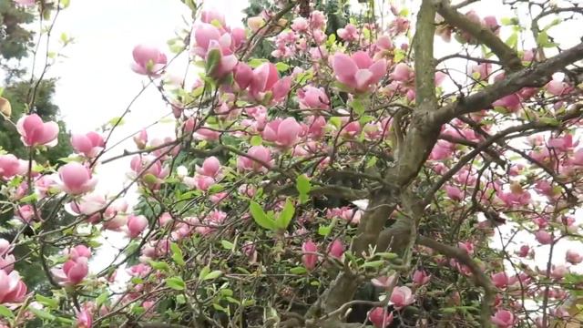 Magnolia x soulangeana šácholan Soulangeův смотреть онлайн