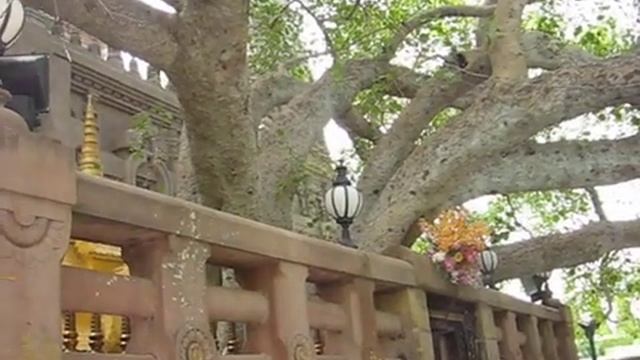 Walking around the Bodhi Tree-Buddha смотреть онлайн