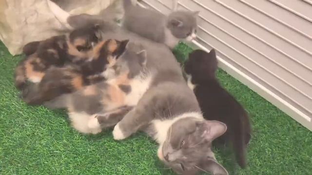 Коротколапые котята менуэт. смотреть онлайн